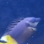 Bicolour Foxface
