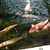 Various Quality Koi for Sale