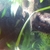 Endlers