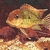 SOLD-Geophagus red head Tapajos pair 5inch in Leeds--ono £50