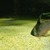 corydoras wotroi