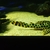 L75 pleco