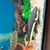 22"+ red tail catfish