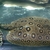 Female Pearl Ray