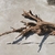 large bogwood
