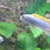 24 Mbuna nice fish not hybrids (Sheffield)