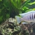 24 Mbuna nice fish not hybrids (Sheffield)