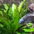 24 Mbuna nice fish not hybrids (Sheffield)