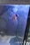 NOW SOLD-Angelfish(breeding pair)-male koi/female zebra for sale in Leeds---ono 