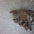 Bogwood