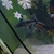 Pangasius Sharks
