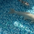 Various Quality Koi for Sale
