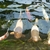 Various Quality Koi for Sale