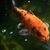Various Quality Koi for Sale