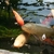 Various Quality Koi for Sale