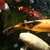 Various Quality Koi for Sale