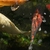 Various Quality Koi for Sale