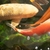 Various Quality Koi for Sale
