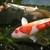 Various Quality Koi for Sale