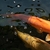 Various Quality Koi for Sale