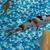 Various Quality Koi for Sale