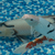 Various Quality Koi for Sale