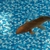 Various Quality Koi for Sale