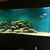 ND Aquatics Tank, Cabinet & Hood and led lights, Eheim Pro 3 2080 filter.