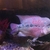 LARGE FISH for sale, Flowerhorn, 3 Oscar Cichlids, Gibbicep Plec
