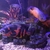 LARGE FISH for sale, Flowerhorn, 3 Oscar Cichlids, Gibbicep Plec