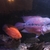 LARGE FISH for sale, Flowerhorn, 3 Oscar Cichlids, Gibbicep Plec
