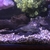 LARGE FISH for sale, Flowerhorn, 3 Oscar Cichlids, Gibbicep Plec