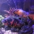 LARGE FISH for sale, Flowerhorn, 3 Oscar Cichlids, Gibbicep Plec