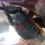Breeding Pair Of Rotkeil Severum