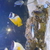 Various fish for sale due to shutting down tank