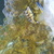 Various fish for sale due to shutting down tank