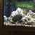 Severum Cichlid