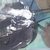 Stingray pups bd...henli...pear...mantila x motoro