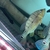 2 XINGU BASS . Priced to sell £150