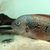 PRICE DROP Breeding pair of Tomocichla asfraci available