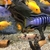 FREE   M Elongatus Mphanga