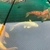 Fish for sale