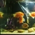 severum fish, ranging from 10 to 3 inch
