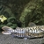 Fish and fish tank 8 foot