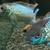 Electric blue acaras x 3, breeding trio £20