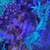 ++RARE++ ULTRA GREEN SINULARIA CORAL.
