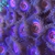 EVERLASTING GOBSTOPPER ZOAS