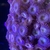 FAIRYDUST ZOAS