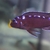 Wet Pets Solihull Have stunning Malawi Juvies for sale some rarer ones and a goo
