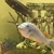 Wet Pets Solihull Have stunning Malawi Juvies for sale some rarer ones and a goo